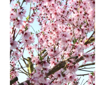 bloesemzeep_3